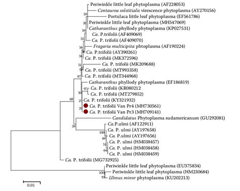 Dendrogram Created By The Neighbour Joining Method Of The S Rrna Gene