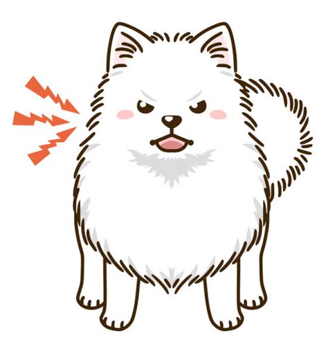 20 Pomeranian Angry Illustrations Royalty Free Vector Graphics And Clip