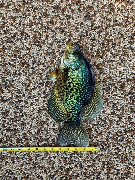 Black Crappie Replica Open Mouth Black Crappie Wall Mount Etsy