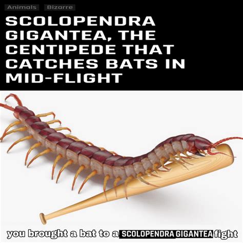 Centipede That Can Catch A Bat Mid Air Rmemes