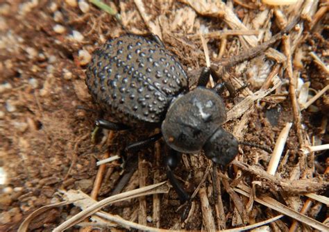 Scotobius Pilularius Ecoregistros