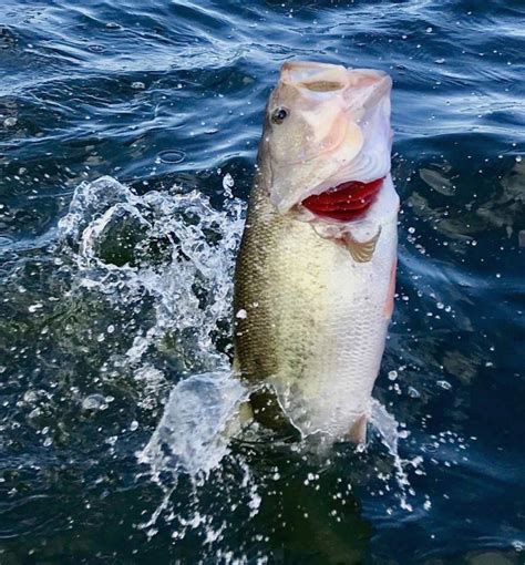 Lake Fayette Guide Blog Pete Dodges Guide Service