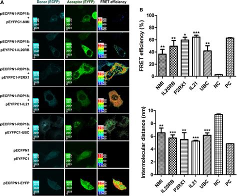 Frontiers Genome Wide Bimolecular Fluorescence Complementation Based