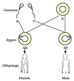 Important Diagrams: Heredity - Science Class 10 PDF Download