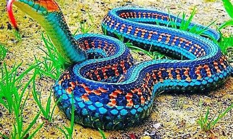 The Scariest Snakes Ever Found On The Planet Garter Snake Snake