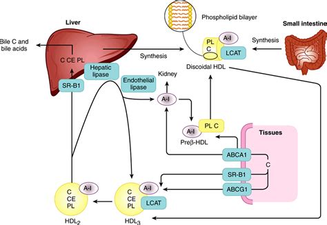 Lipid Transport And Storage Bioenergetics And The Metabolism Of Carbohydrates And Lipids Harper’s