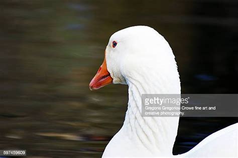 River Suir Photos And Premium High Res Pictures Getty Images