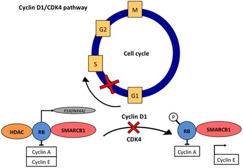 Smarcb1 Represses Cyclin D1 Transcription And Inhibits The Action Of