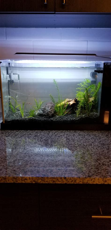 First attempt with a planted tank. Any suggestions? Would love for this to be a success! : r ...