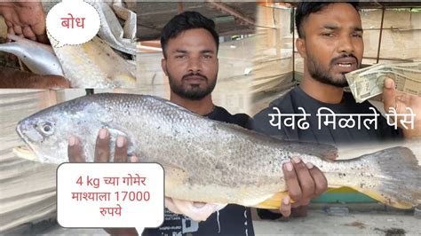 समुद्रातली सर्वात महाग असणारी मिळाला गोमेर मासा | 4 kg च्या गोमेर ...