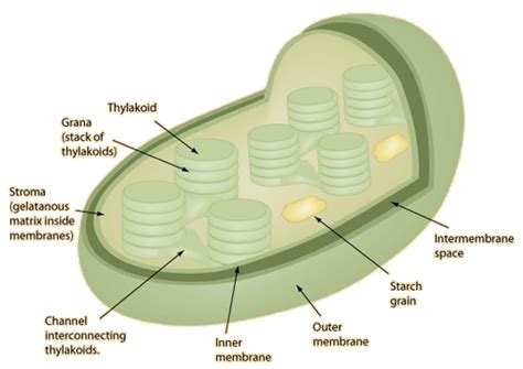 Uncovering The Mysterious World Of Chloroplast Location Where Do These Powerhouses Reside In Plant Cells