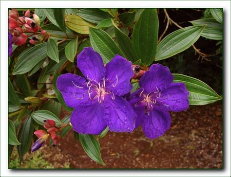 Tibouchina Purple Glory Tree Photos The Flowers Of Flickr