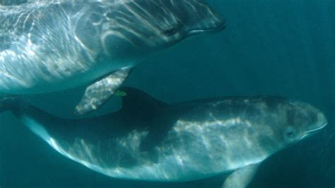 Harbor Porpoise | National Geographic