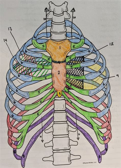 Bones Of Thorax Diagram Quizlet