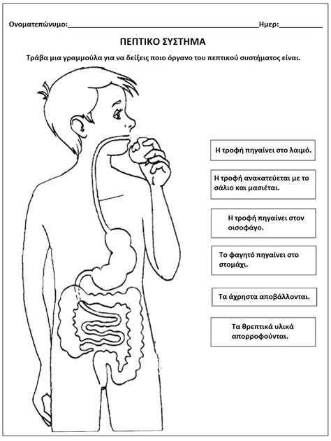 Pin By Ek Koukou On το σώμα μου My Body Worksheet Digestive System