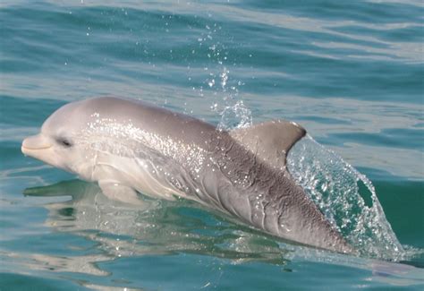 Swim With The Dolphins Dolphin Discovery Centre Bunbury Reservations