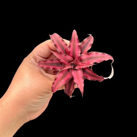 Dark Red Cryptanthus Bivittatus Inch Pot Etsy