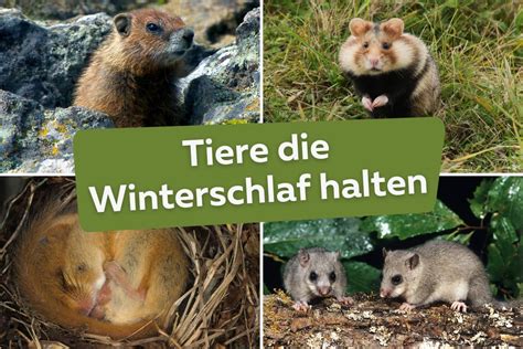 Welche Tiere Halten Winterschlaf Liste 6 Arten Mit Bild