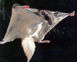 Flying Squirrel Removal And Control Service In Harrisburg PA