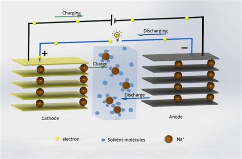 Storage Area For Calcium Ions At Gracejbroadduso Blog