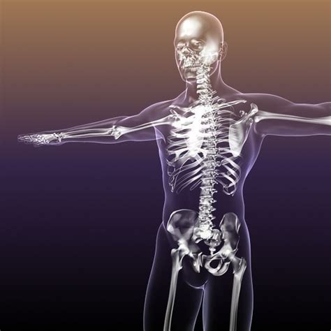 Human Skeleton in Body 3D model | CGTrader