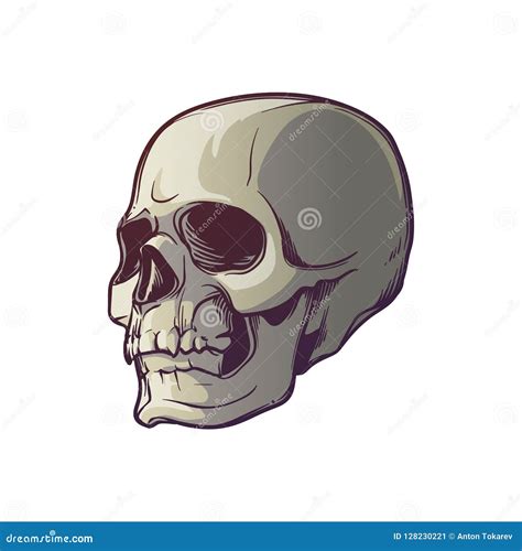 Human Skull Hand Drawing Three Quarters Angle Stock Vector