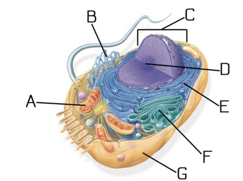 Unit Test Review Cell Parts And Functions Flashcards Quizlet