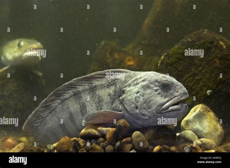 Atlantic Wolffish Wolffish Cat Fish Catfish Anarhichas Lupus At