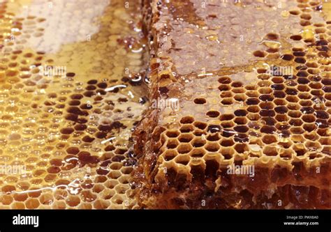 Fresh Honey Combs Stock Photo Alamy