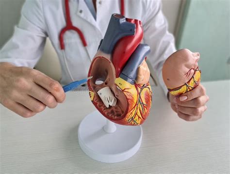 Anatomy Of Heart Human Heart Model And Cardiograph Closeup Stock Image