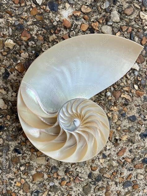 Shell Pearl Nautilus Fibonacci Section Spiral Pearl Symmetry Half Cross