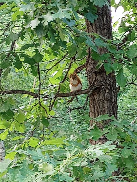 Campground wildlife : r/camping