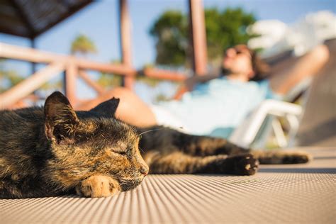 Ga Je Op Vakantie Hoe Ondersteun Je Jouw Kat