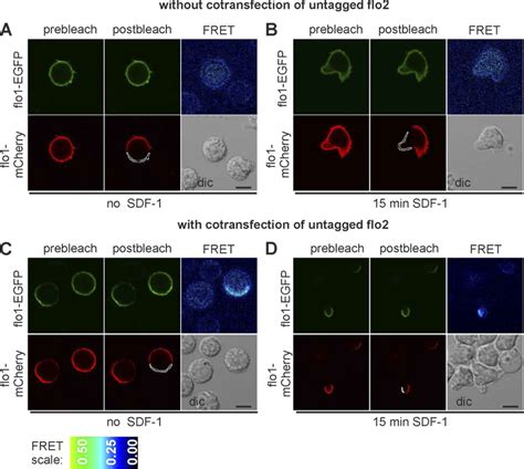 Fret Between Flotillin Mcherry And Flotillin Egfp In Human T Cells