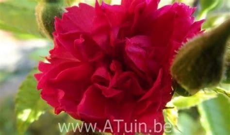 Online Planten En Tuincentrum Met Groeigarantie Atuin Webshop