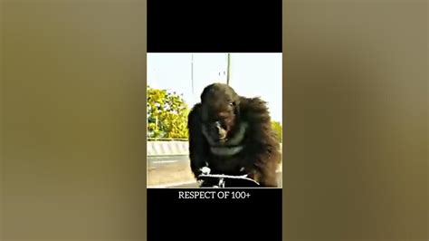 Gorilla 😂 Funny Comdeyvideo Gorilla Shortsvideo Youtube