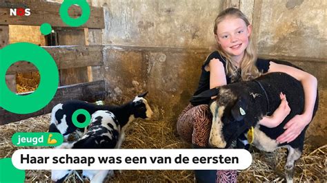 Fleurs Schapen Krijgen Blauwtong Vaccin Eindelijk Weer Naar Buiten