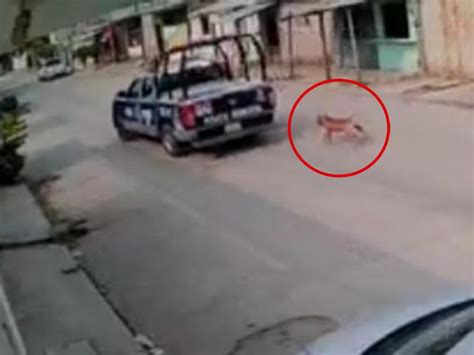 Policías De Chiapas Maltratan A Perrito Taxista Los Graba Y Es Detenido