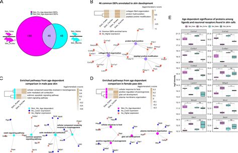 Figures And Data In Deep Proteome Profiling Reveals Signatures Of Age