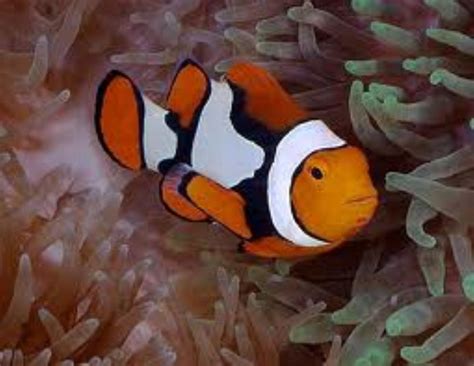 Black and White Clownfish Information and Picture | Sea Animals