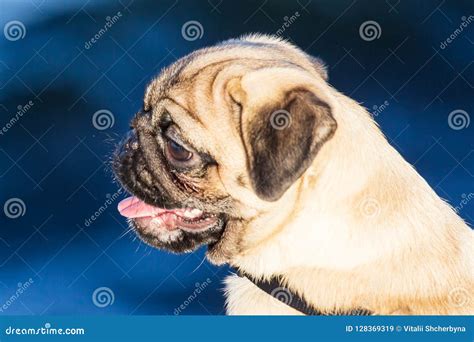 New Born Pug Dog Playing Outdoorsportrait Of Beautiful Male Pug Puppy