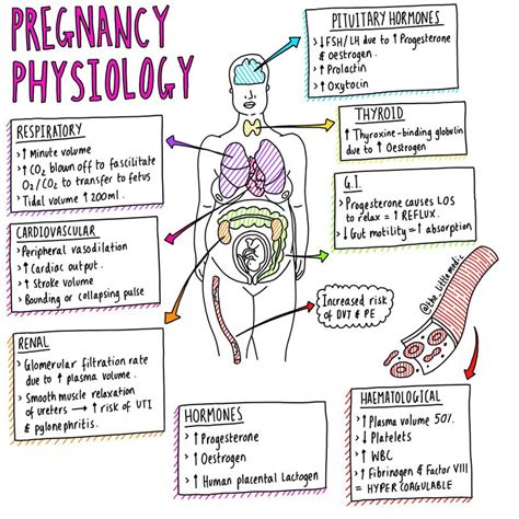 Pregnancy Physiology MEDizzy