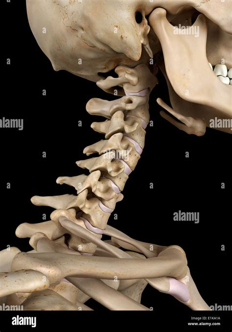 Vertebras Cervicales Anatomia Fotografías E Imágenes De Alta Resolución