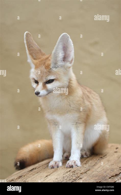 Fennec Fox Fennecus Zerda Vulpes Zerda Sitting Stock Photo Alamy