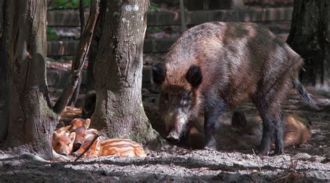 Caccia Al Cinghiale In Liguria Procedure Snellite Caccia Magazine