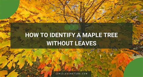 How To Identify A Maple Tree Without Leaves Limitless Nature