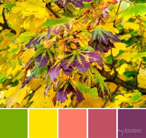 Color Palette Swatches Of Autumn Green Yellow Orange Purple Leaves On Branches Of Maple Acer ...