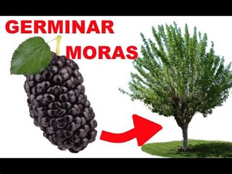 C Mo Quitar Las Pepitas De Las Moras Lilimpieza