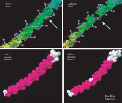 detail   protein prediction  atf  atf carrying