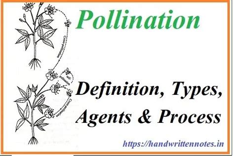 An Advertisement With The Words Pollination Types Agent S And Process